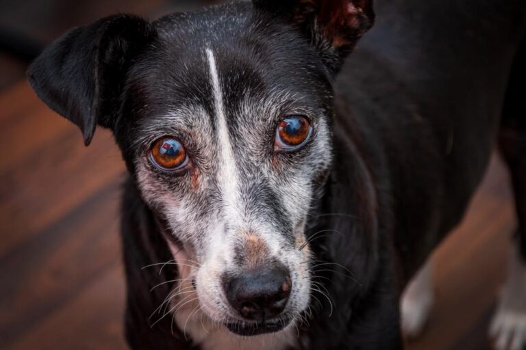 fotógrafía perro mallorca
