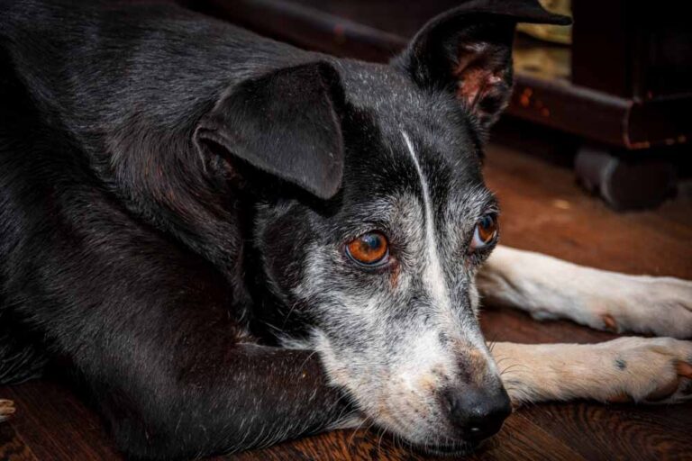 fotógrafía perro mallorca