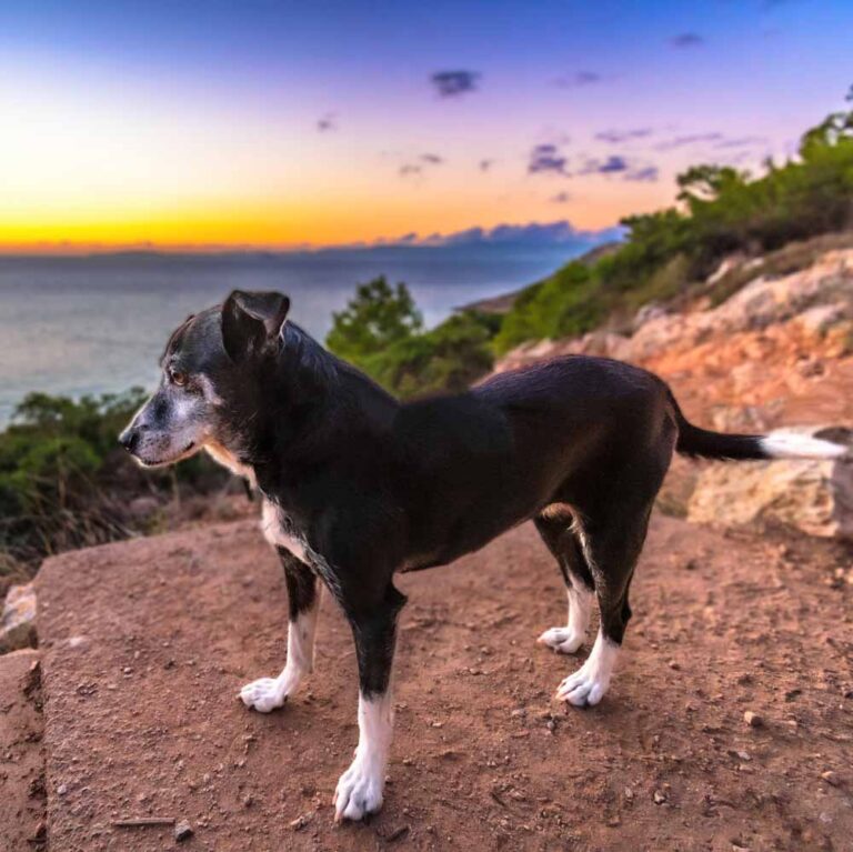 fotógrafía mascotas