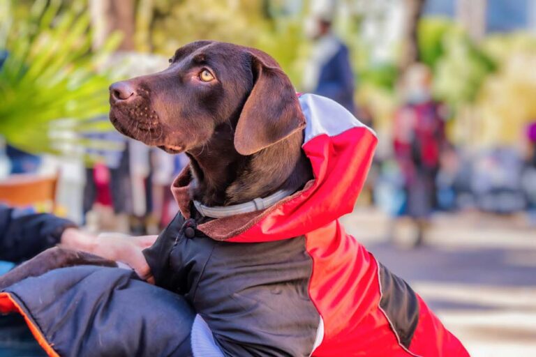 fotógrafía perro marrón