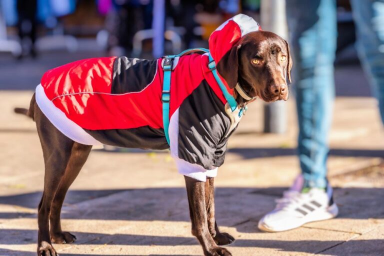 fotógrafía mascotas