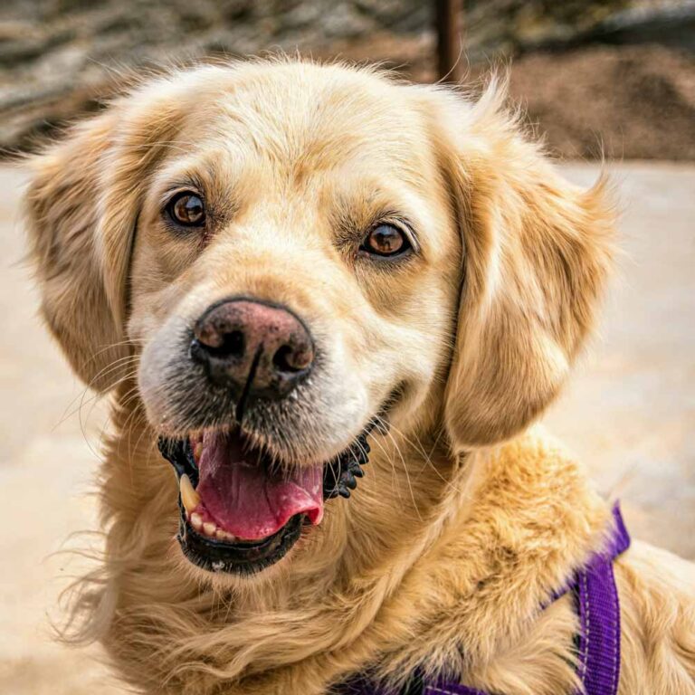 fotógrafía mascotas