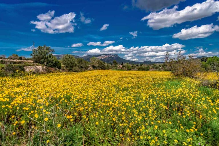 paisaje mallorca