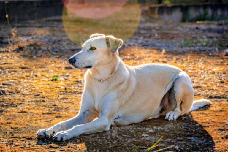 fotógrafía mascotas