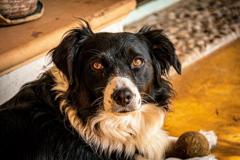 fotógrafía mascotas
