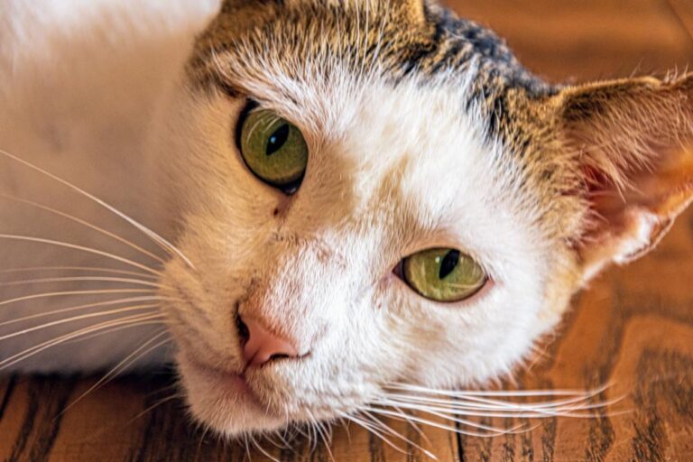 fotógrafía mascotas