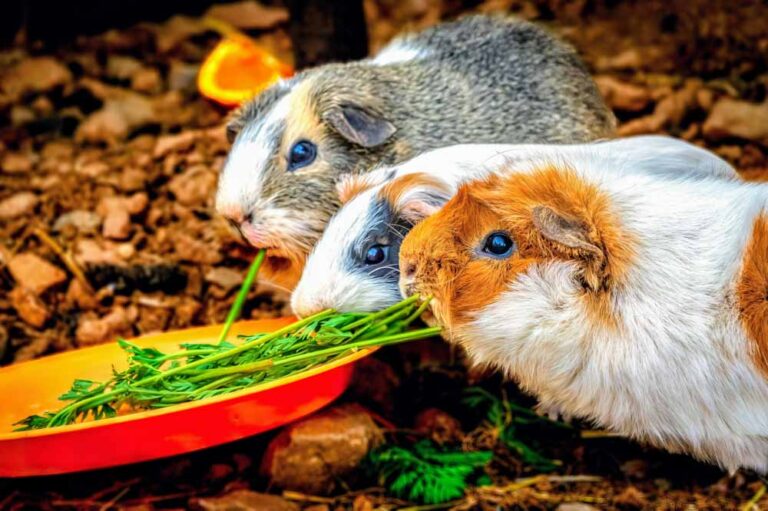 fotógrafía mascotas